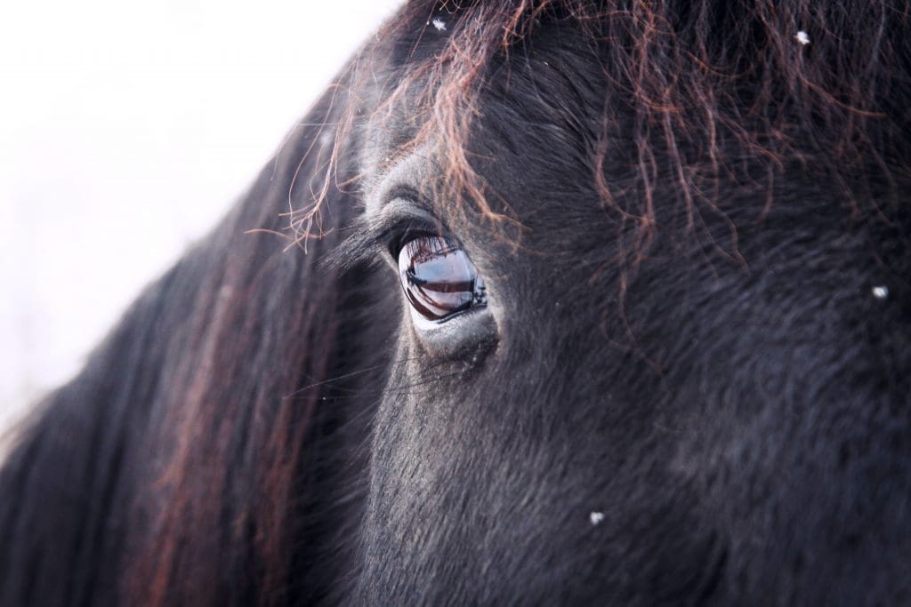 Wondering how horses and other animals can be part of your healing journey? Read on.